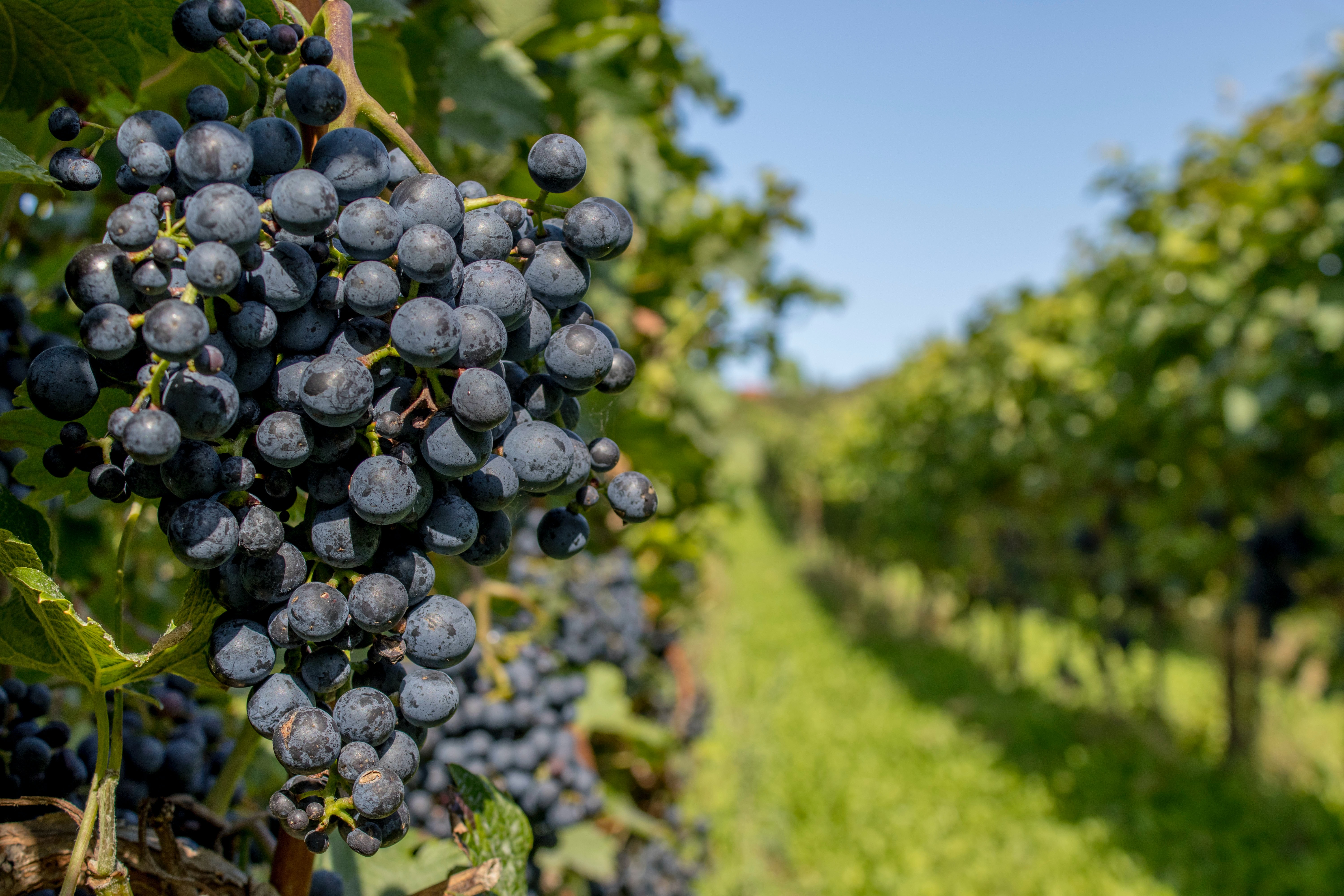 Vineyard
