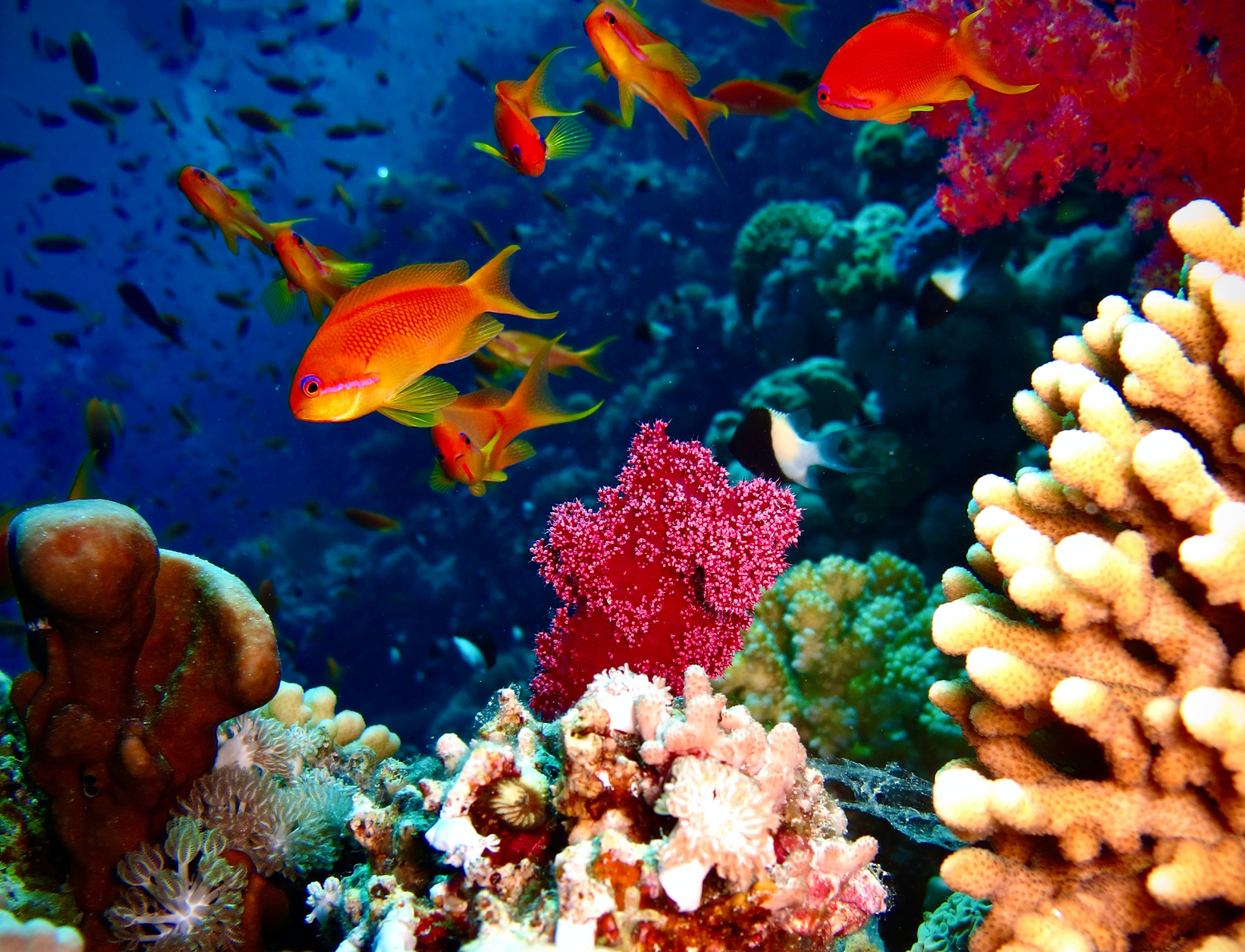 Coral Reefs