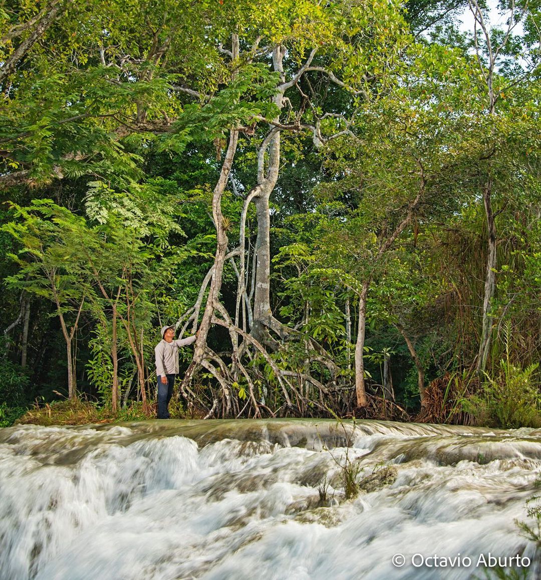 Mangrove forest