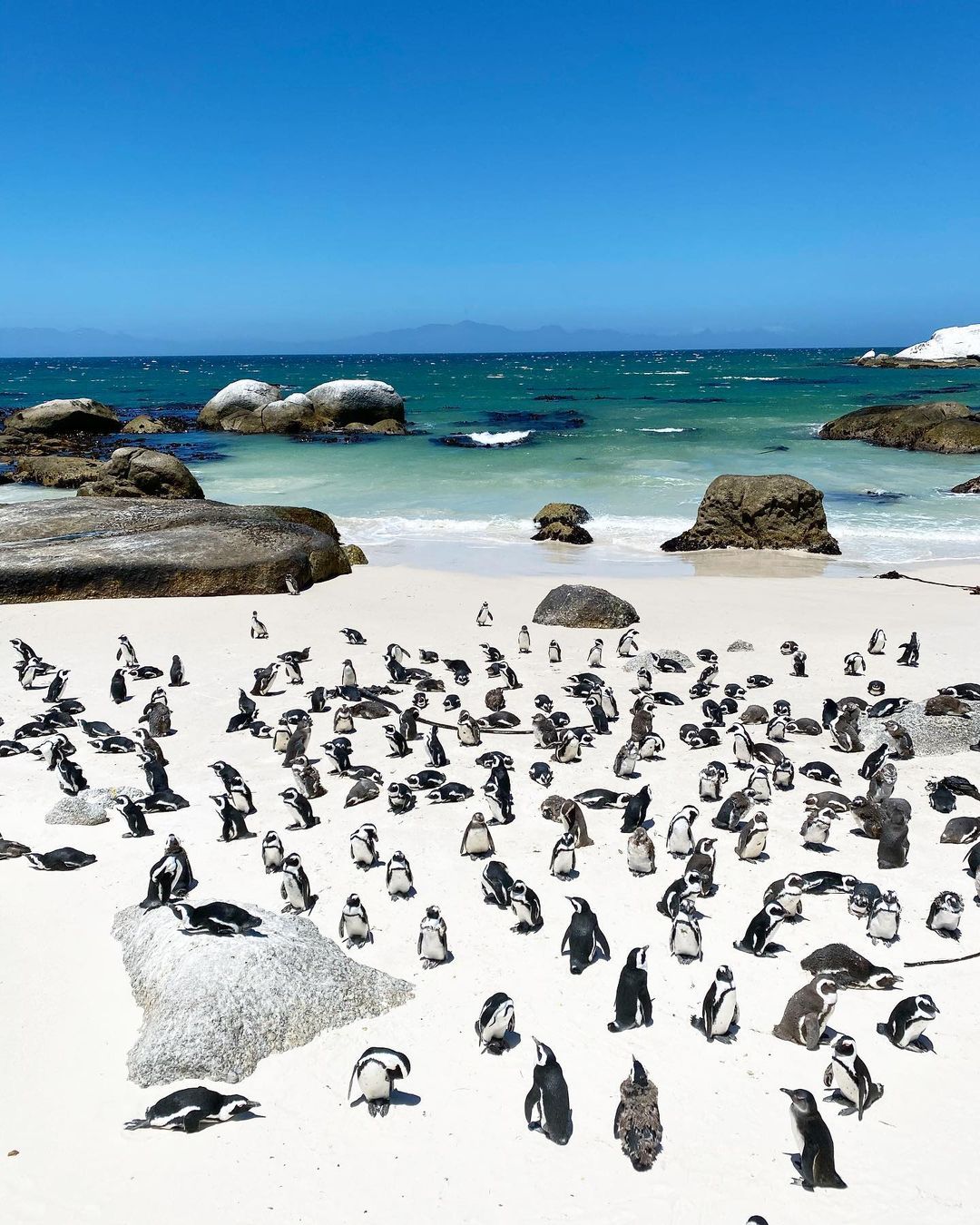 penguins in South Africa