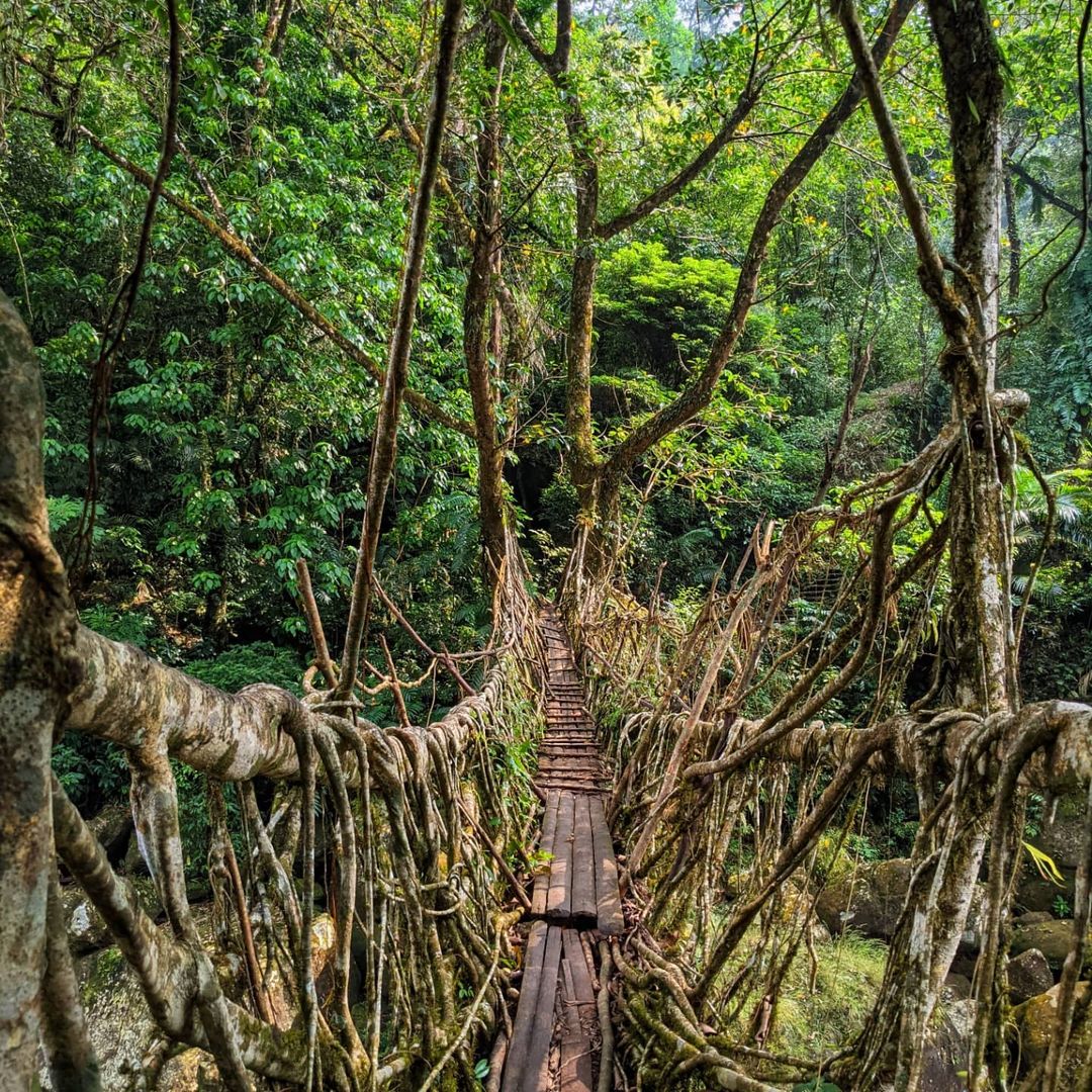 The living roots bridge in India