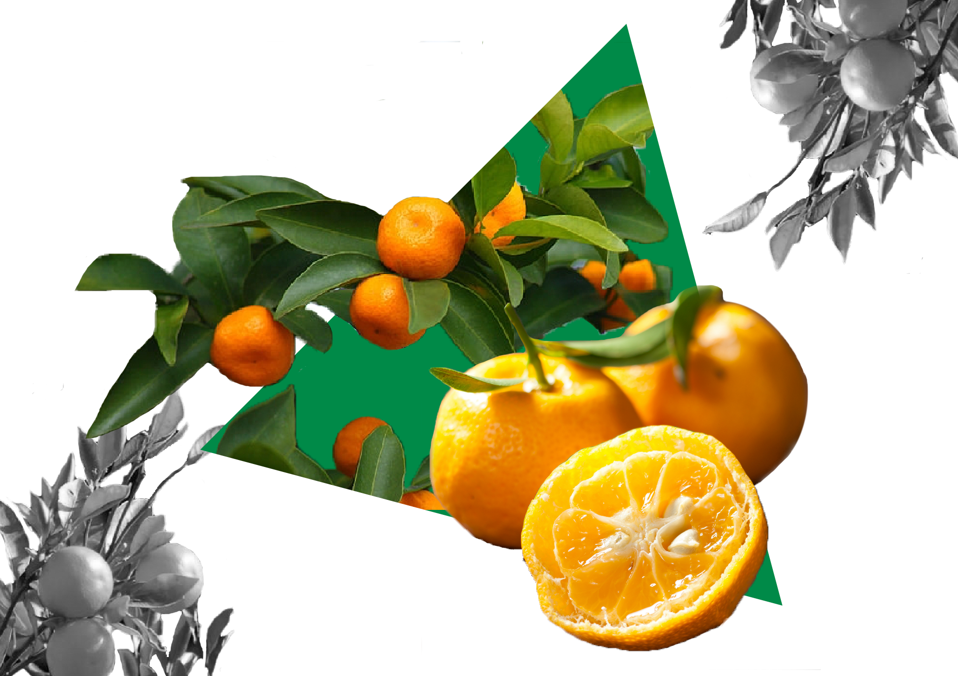 A colourful image of Japan’s oldest native citrus Tachibana