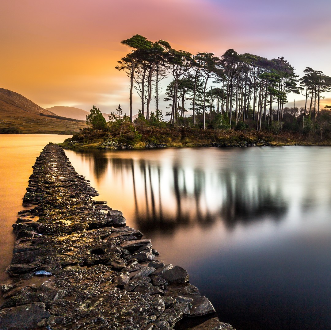 Image of evergreen trees on Pine Island in Connemara surrounded by water