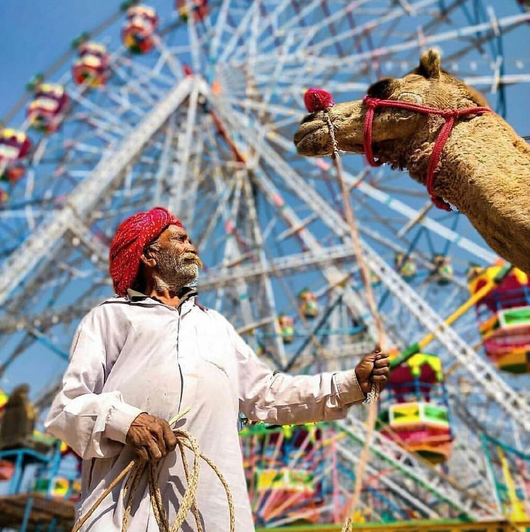 Camel at the Pushkar mela