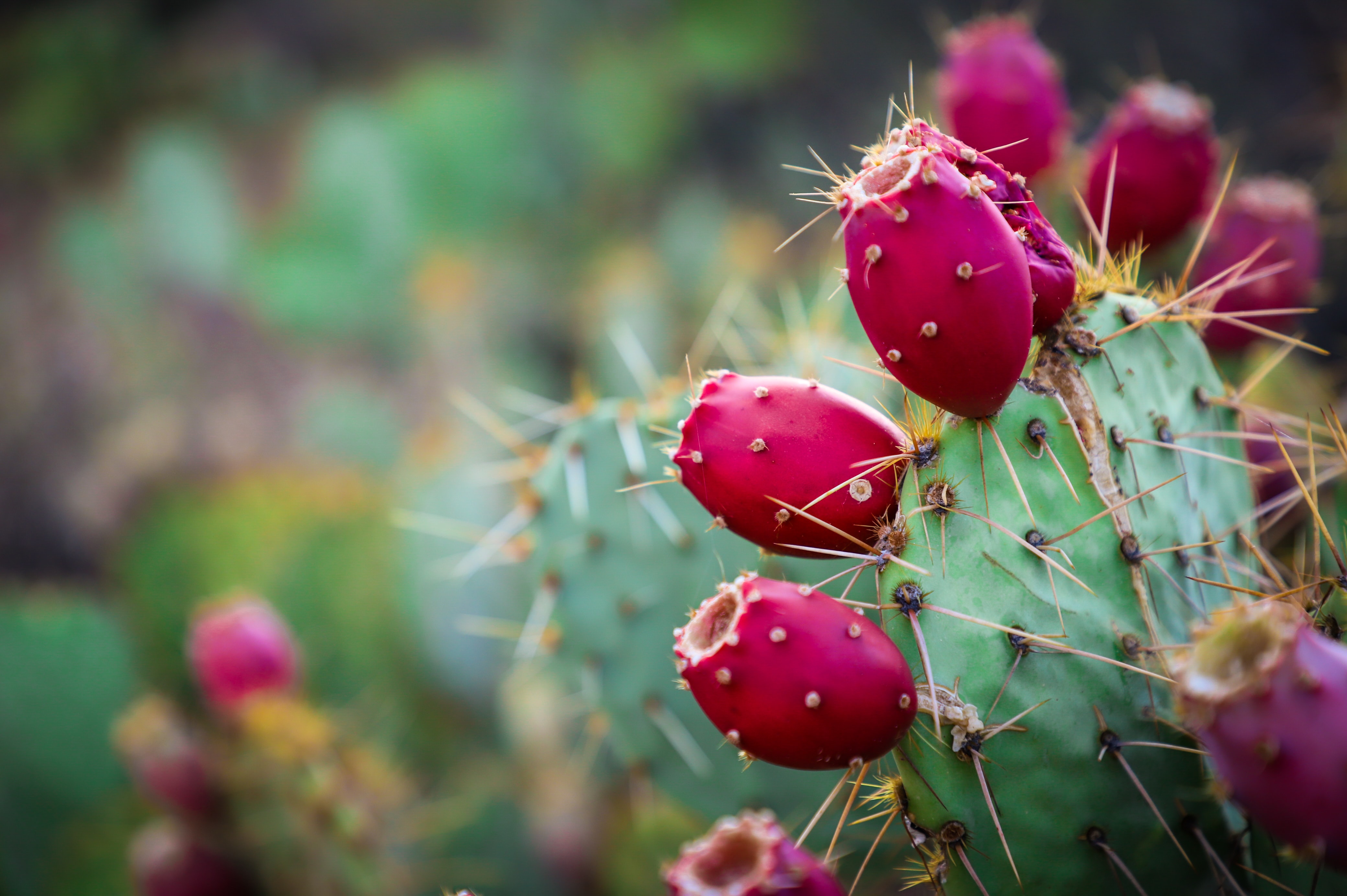 Image of pink-coloured prickly pears in a desert