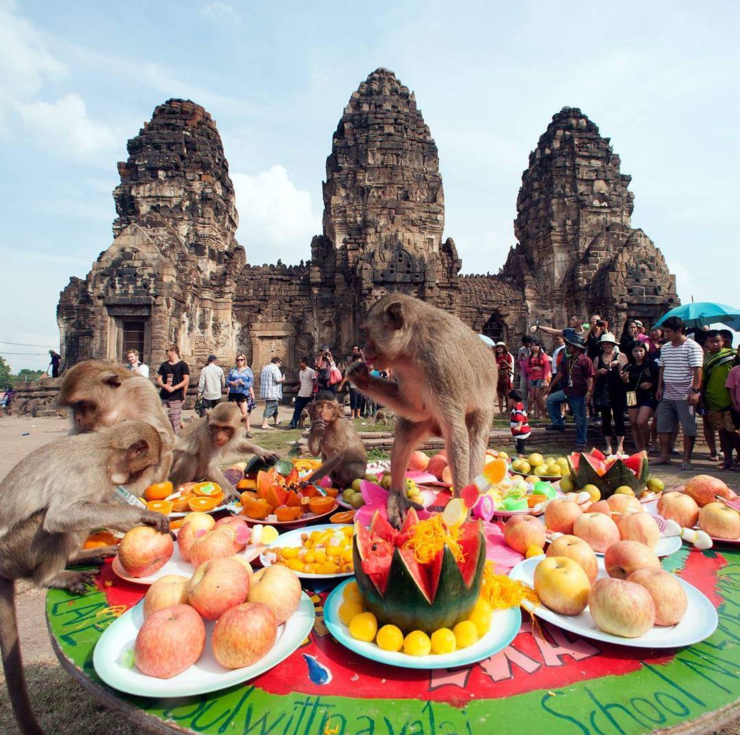 Monkeys eating fruits and vegetables