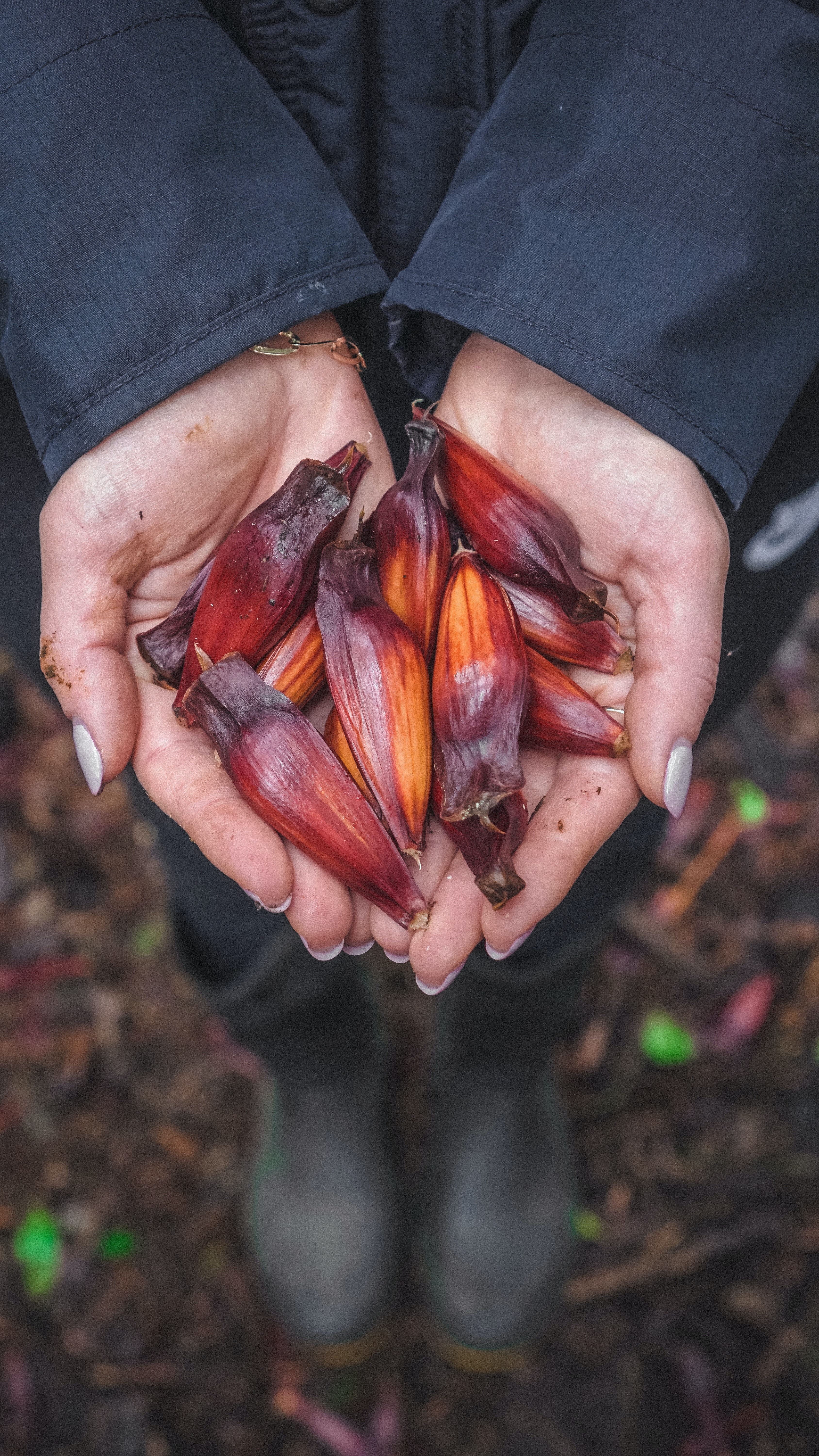 Pinon nuts of New Mexico