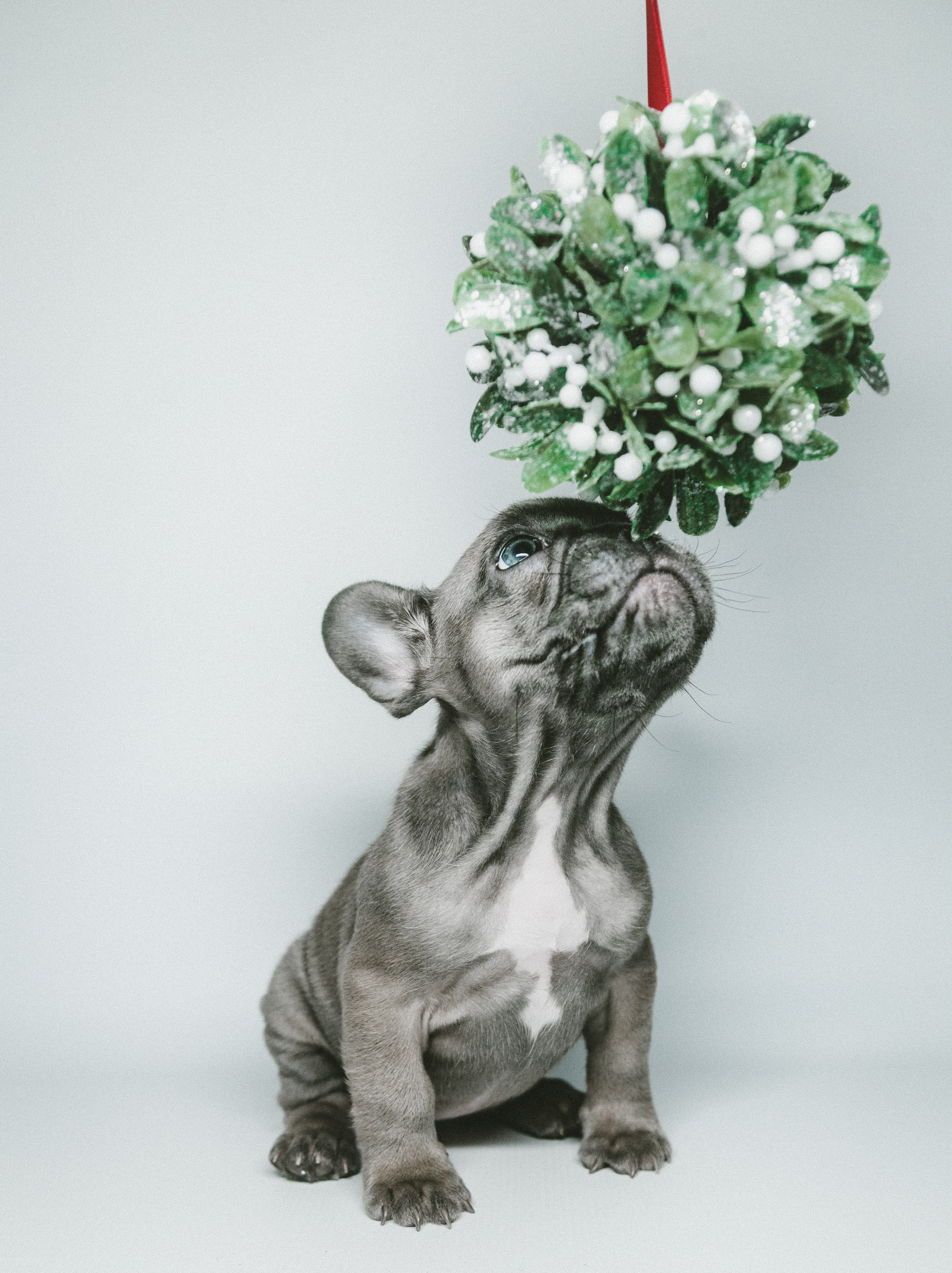 a dog under a mistletoe