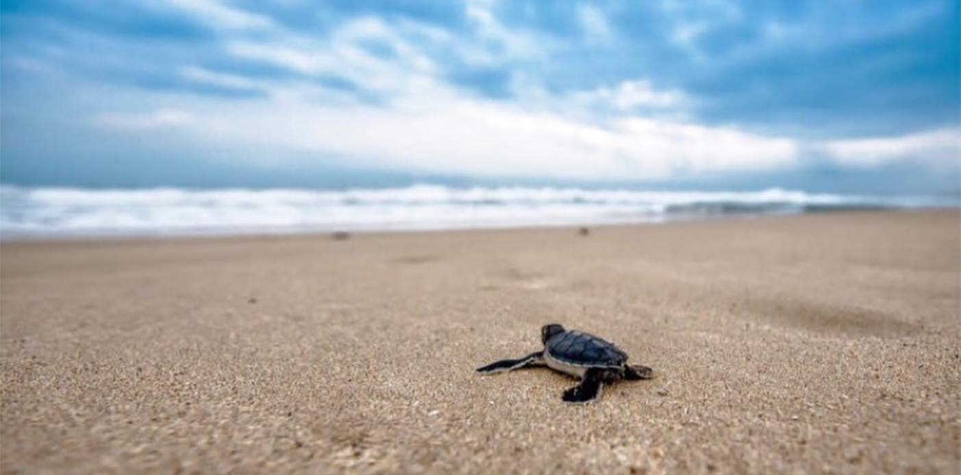 turtle by the sea