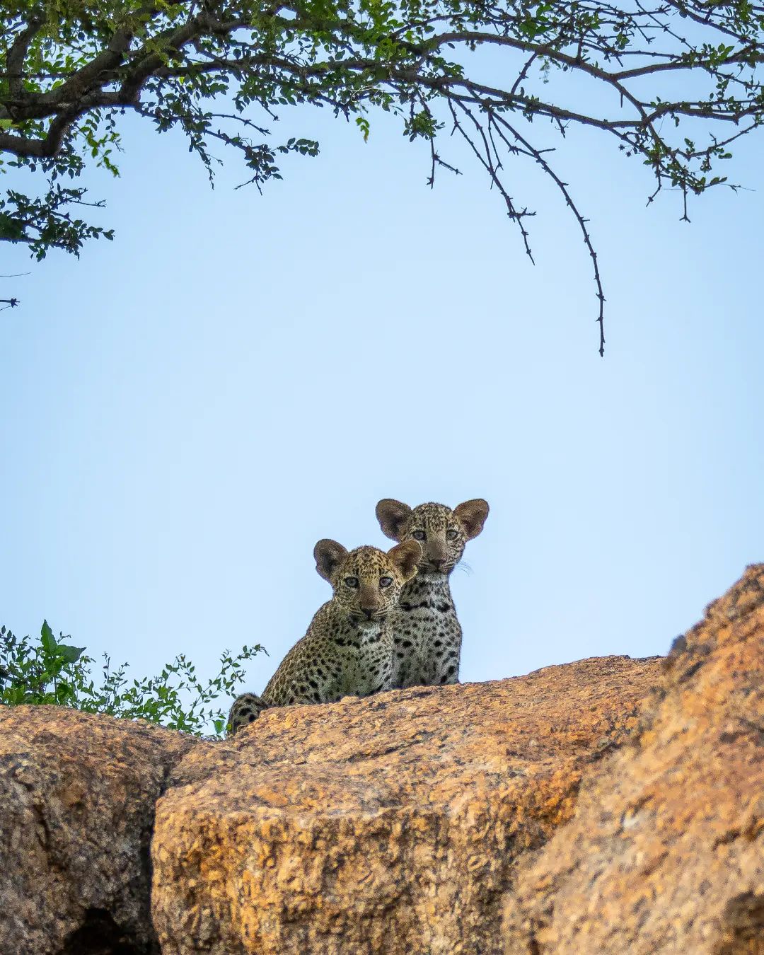 leopards drinking water