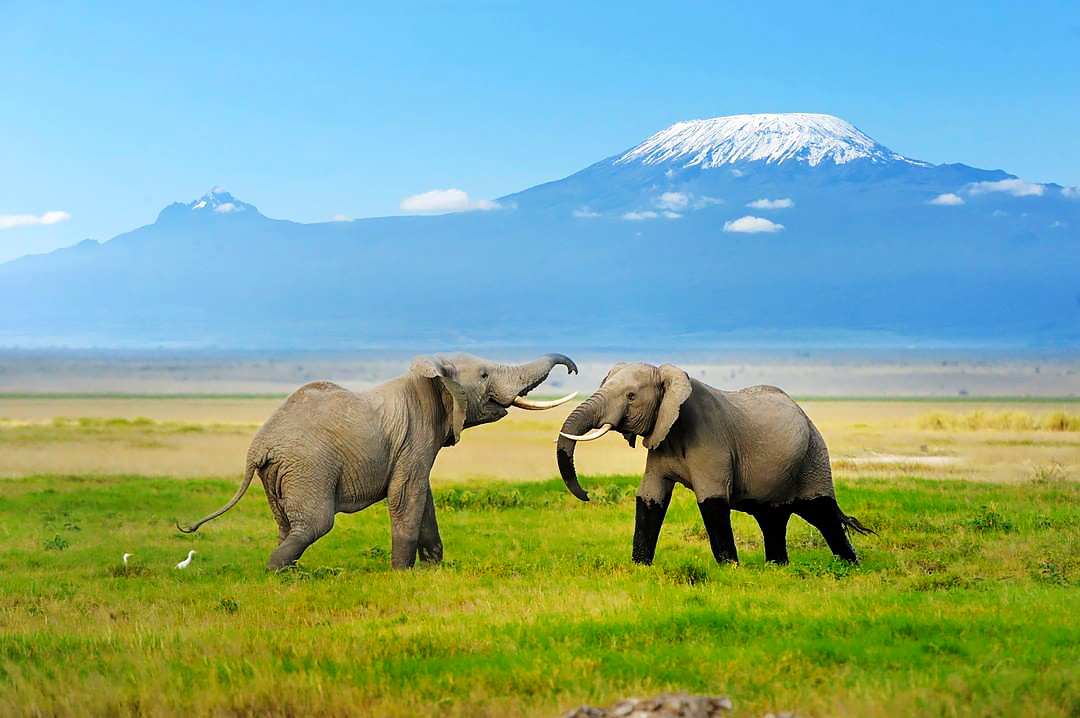 elephants in Tanzania