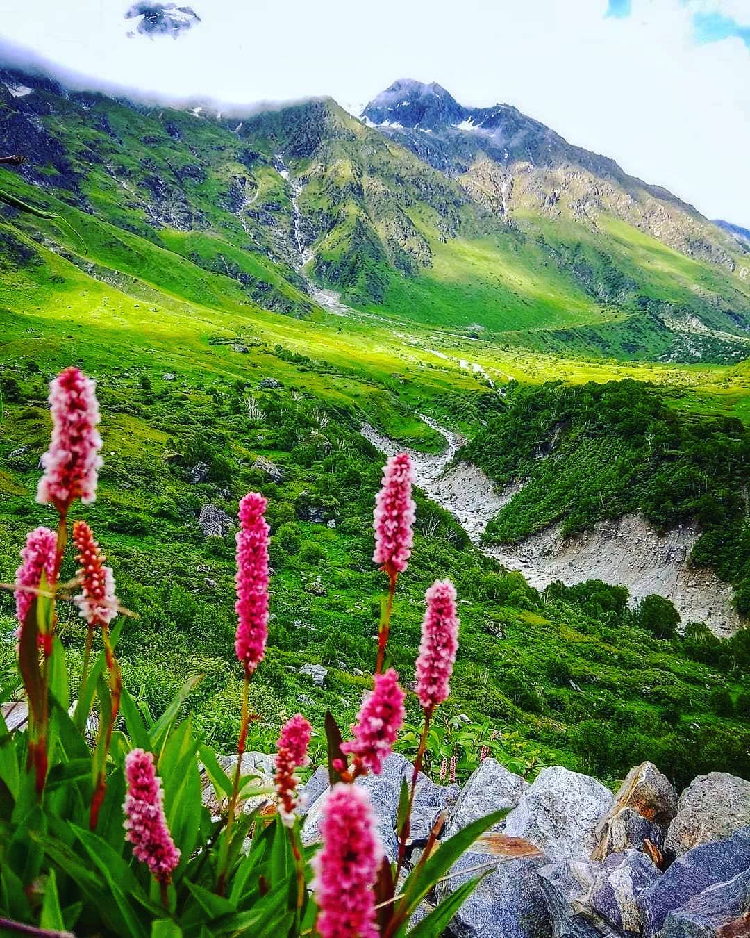 Valley of Flowers