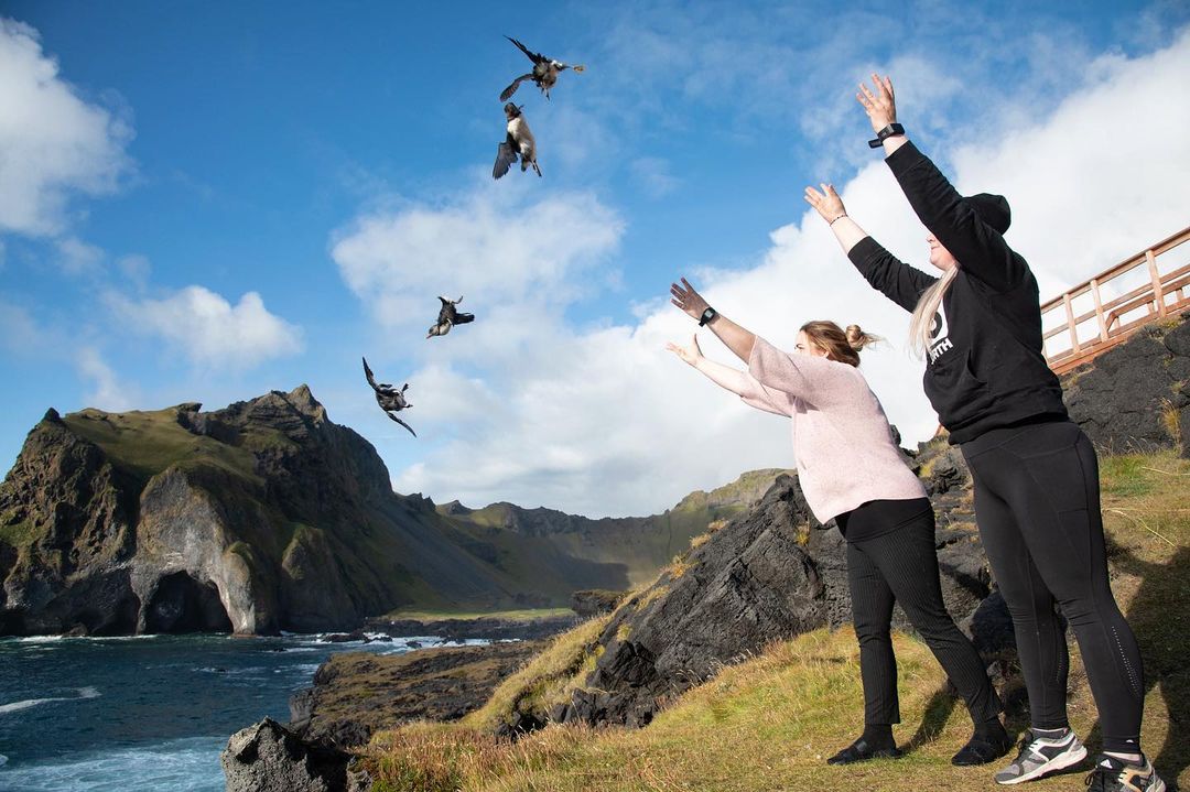 pufflings in Iceland