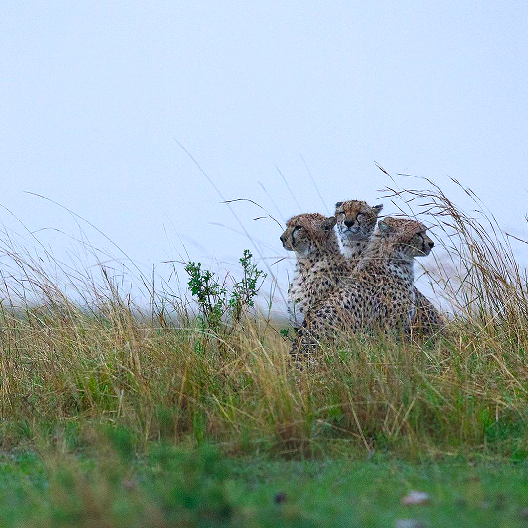 cheetah in Kuno