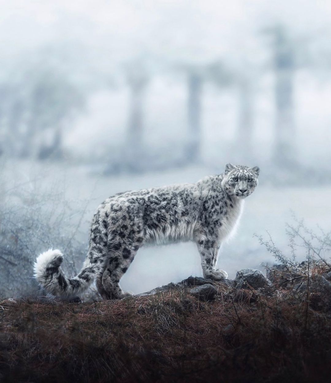 Snow Leopard