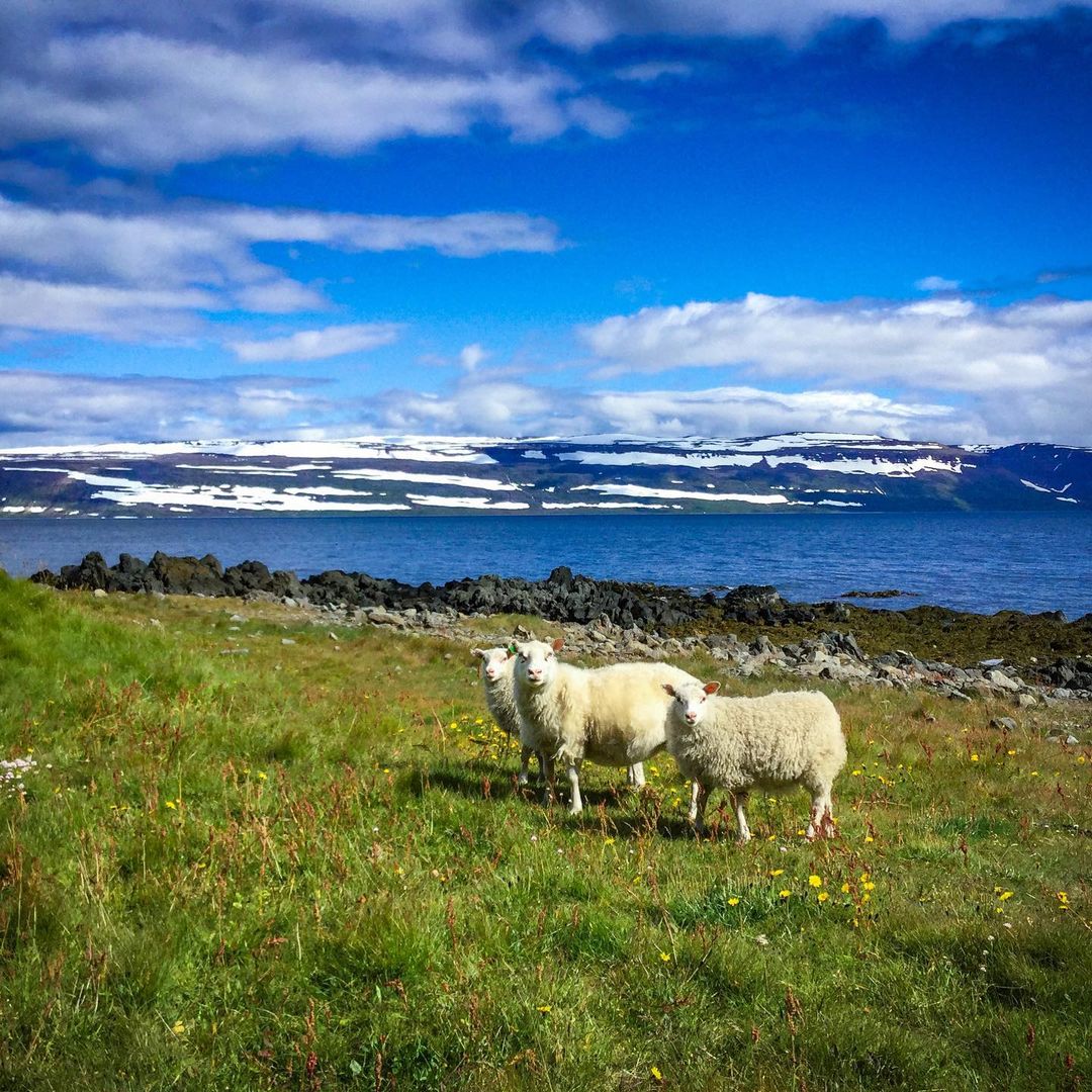 sheeps counting