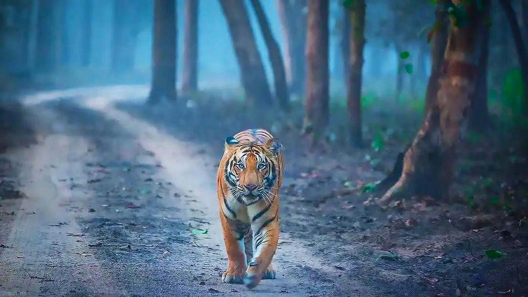 Dudhwa Tiger Reserve