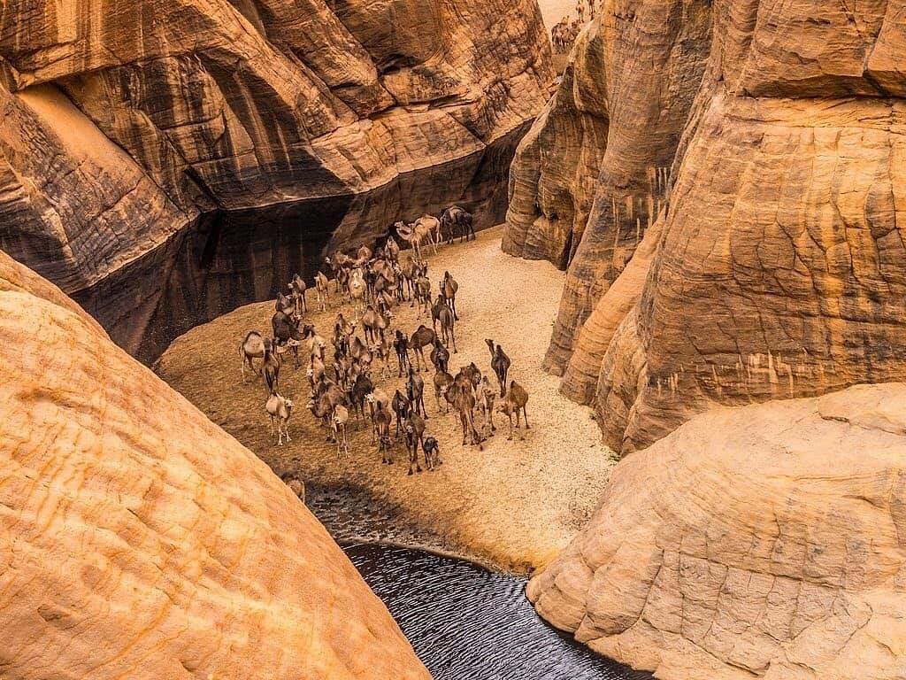 camels by the ocean