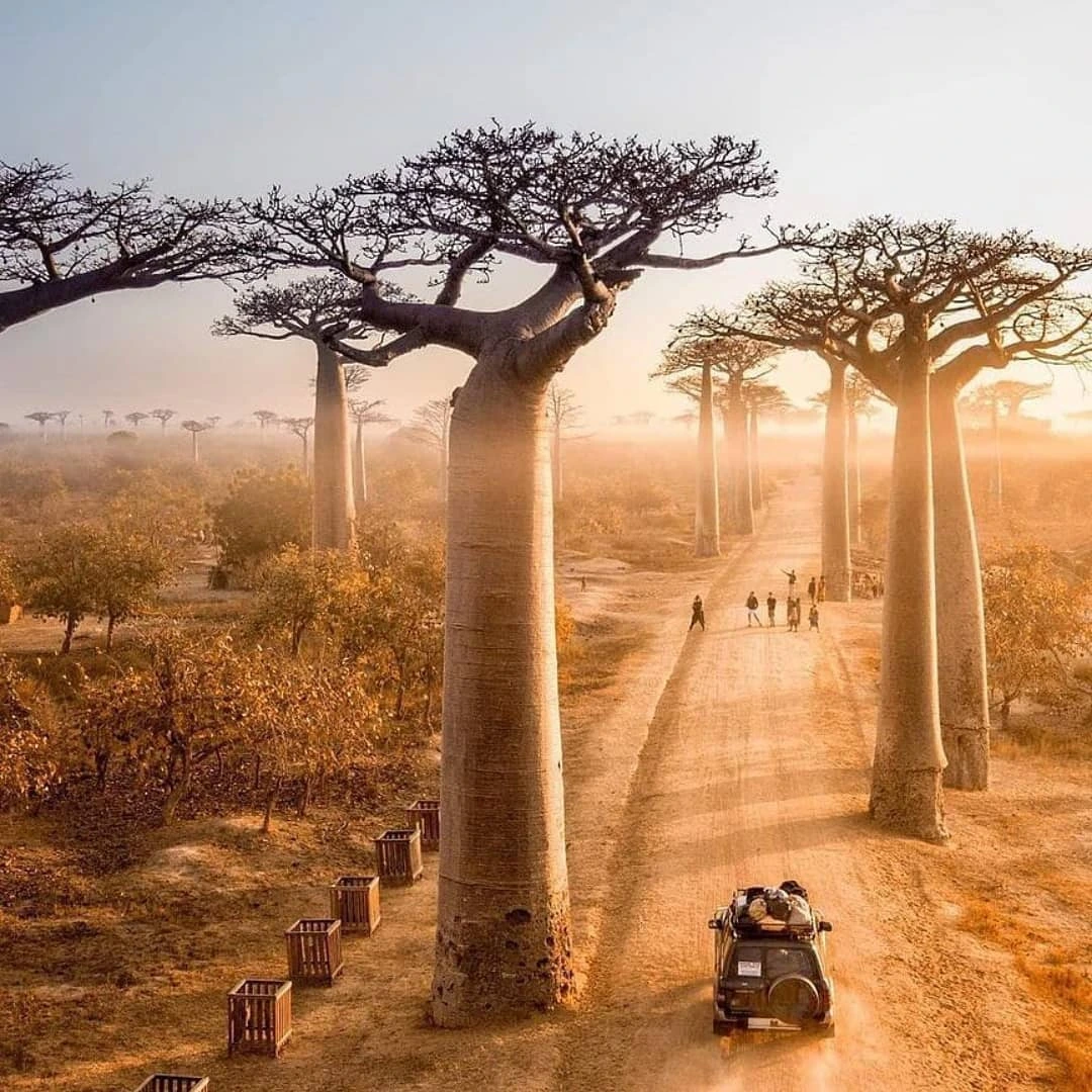 A picture of the safari Madagascar